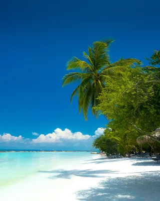 Скачать обои море, пляж, тропики, пальмы, отдых, раздел природа в  разрешении 2156x1440 | Tropische stranden, Tropisch strand, Het strand