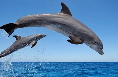 Каспийское море дельфины - 68 фото