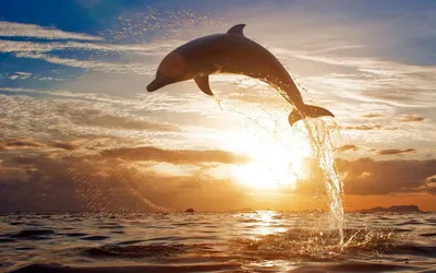 Дельфины Рассветы и закаты Море Прыжок Солнце Животные | Delfines, Delfines  en el mar, Fotos espectaculares