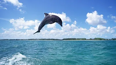 Дельфины черного моря: виды, фото и видео, интересные факты