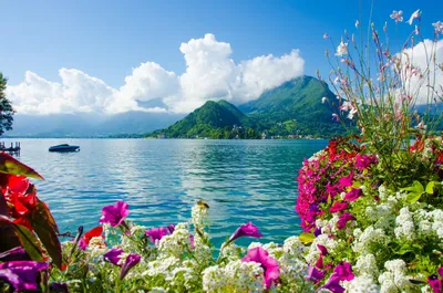 Море цветов - красивые фото