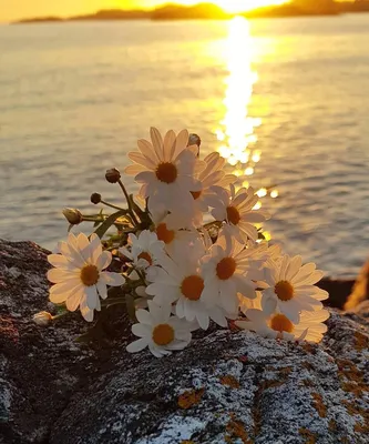 Море солнце цветы - красивые фото