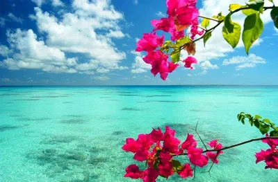 Цветок Море Цветов Цвести - Бесплатное фото на Pixabay - Pixabay