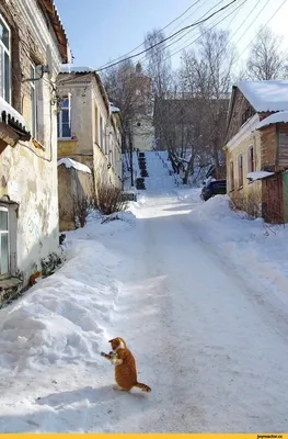 Рыжий охотник и его добыча, Торжок. / снег :: солнце :: Торжок :: котэ ( прикольные картинки с кошками) / смешные картинки и другие приколы:  комиксы, гиф анимация, видео, лучший интеллектуальный юмор.