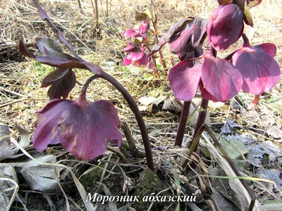 Морозник восточный White Lady (Helleborus orientalis White Lady)