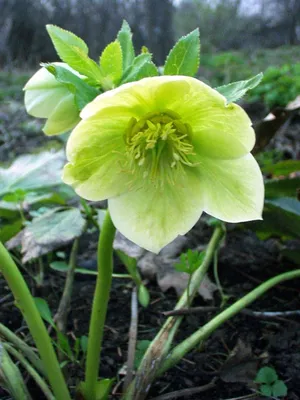 Морозник краснеющий (Helleborus purpurascens) — путеводитель по отдыху в  Крыму