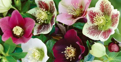 Морозник черный (Helleborus niger) 390 руб. AGRO48334