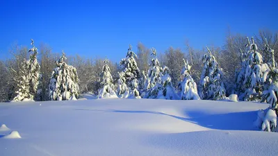 Ясный солнечный морозный день, снег …» — создано в Шедевруме