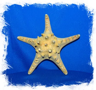 Морская звезда картинки