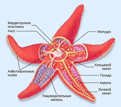 Морская звезда рисунок - 52 фото