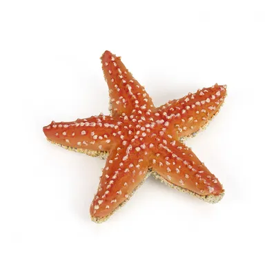 Sea star морская звезда | Звезда, Роспись футболок, Морская звезда