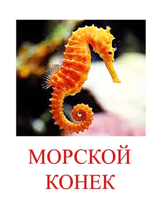 Книга: "Плакат "Морские животные" (555х774)". Купить книгу, читать рецензии  | ISBN 978-5-9780-0856-2 | Лабиринт