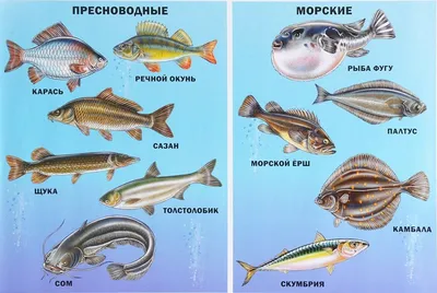 Древние морские существа могли видеть на глубине