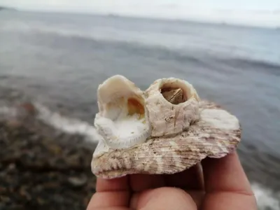 Раскраски, Морские обитатели. Картинки раскраски., Морские обитатели.  Обучающие раскраски., Морские коньки. Хорошие раскраски., Морские  водоросли. Разукраски., Морские жители. Разукраска., Раскраски морские  обитатели скачать и распечатать. Разукрашка ...