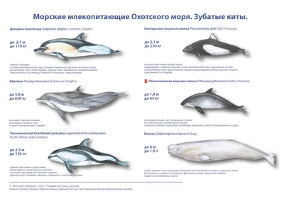 Обитатели Черного моря | фото и описание