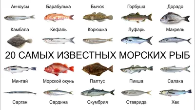 10 удивительно красивых рыбок - а какие из них уже есть в вашем аквариуме?  | Удивительное среди нас | Дзен