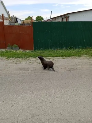 Северный морской котик (Callorhinus ursinus) — Зоопарк «Лимпопо» г. Нижний  Новгород – Нижегородский зоопарк