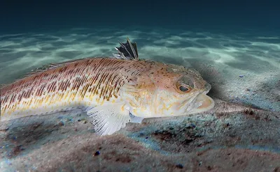 Большой морской дракон (Trachinus draco) | adriaticnature