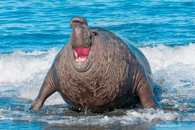 В Чили морской слон вышел на автодорогу - РИА Новости, 