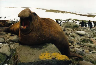 Кошки, крадущие молоко у морских слонов