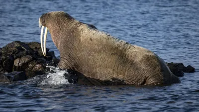 АТЛАНТИЧЕСКИЙ МОРЖ – МОРСКОЙ ГИГАНТ, КОТОРЫЙ НЫРЯЕТ НА ГЛУБИНУ ДО 80 МЕТРОВ