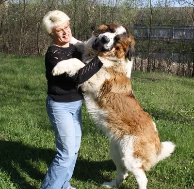 Московская сторожевая собака 🐶 — характер собаки и советы по уходу