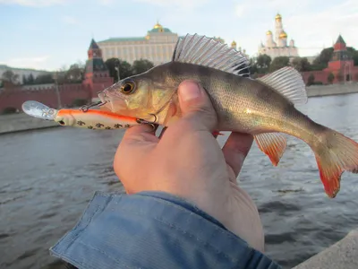 Что водилось и водится сейчас в Москве-реке и что ловят в центре  Санкт-Петербурга | 