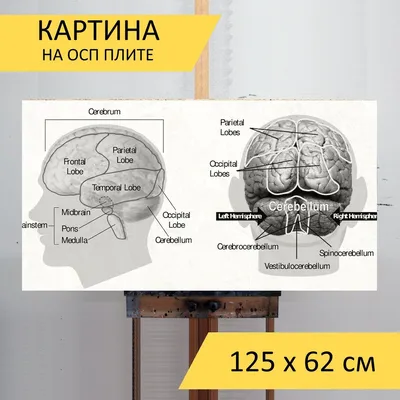 Мини-мозг" человека поможет в разработке новых методов лечения | Здоровье |  ERR