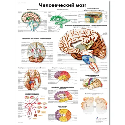 Мозг человека - плакат (ID#1598250613), цена: 31 ₴, купить на 