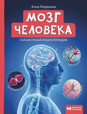 Влияние микробов на мозг человека существенно недооценивалось - Пробиотики  Симбитер