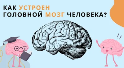 Мозг, Великий и Ужасный. Как устроен головной мозг человека? — Мария  Семочкина на 