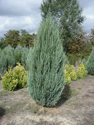 Можжевельник скальный Вичита Блю (Juniperus scopulorum Wichita Blue) -  описание сорта, фото, саженцы, посадка, особенности ухода. Дачная  энциклопедия.