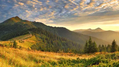 Купить Можжевельник казацкий Тамарискфолия Juniperus sabina Tamariscifolia  - в питомнике Флорини