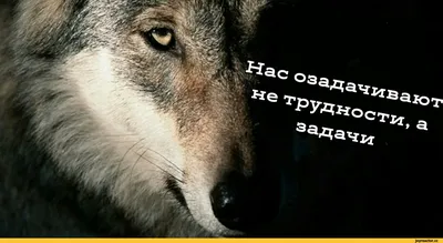 Постер «волк», цитаты о успехе волка, Картина на холсте, цитата  вдохновения, настенные картины, настенное искусство, картины для гостиной,  домашний декор | AliExpress