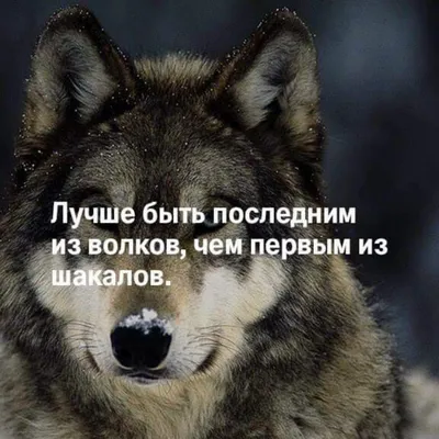 Волки: Закон волков. Тайны волков. Дух волков (сборник), Дороти Херст –  скачать книгу fb2, epub, pdf на ЛитРес