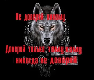 Цитаты волка | Юмор Амино Amino