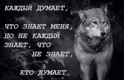 Тест: отличите настоящую «пацанскую» цитату от цитаты из мема про волков |  MAXIM