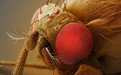 The common housefly under a microscope - YouTube