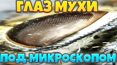 Муха под микроскопом или ХАЛЯВНЫЙ МИКРОСКОП С АЛИЕКСПРЕСС. - YouTube