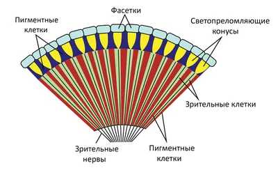 Весьма увеличение - муха разбойника Стоковое Фото - изображение  насчитывающей насекомое, микроскоп: 73387858