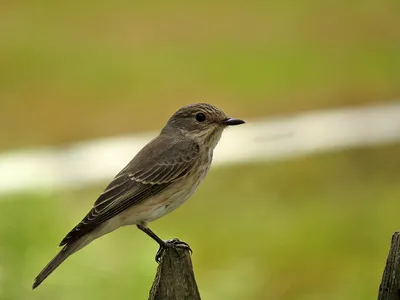 Мухоловка-пеструшка (Ficedula hypoleuca) - Pied flycatcher | Film Studio  Aves - YouTube