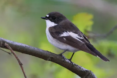 Серая мухоловка - eBird