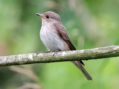 Мухоловка серая (Muscicapa striata)