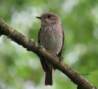 Мухоловка-пеструшка - eBird