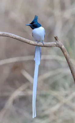 Голоса птиц Как поёт Мухоловка малая (Ficedula parva) - YouTube