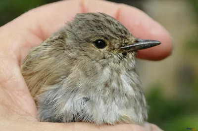 Мухоловка пеструшка Ficedula hypoleuca Pied Flycatcher