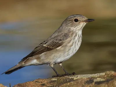 Фотокаталог птиц: Cерая мухоловка (Muscicapa striata)