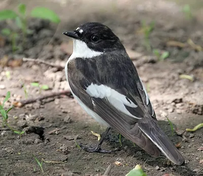 Серая мухоловка (Muscicapa striata). Птицы Беларуси.