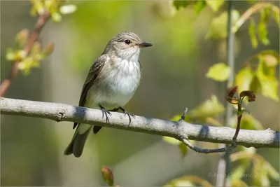 Мухоловка-пеструшка - eBird