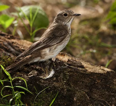 Pied flycatcher - Мухоловка-пеструшка | Original 4000 x 3000… | Flickr